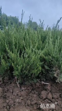 高度30厘米龙柏