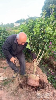 高度100厘米红花三角梅