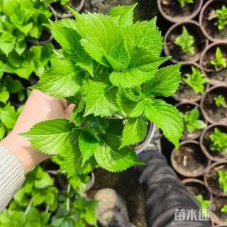 高度20厘米绣球