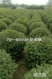 冠幅80厘米小叶女贞球