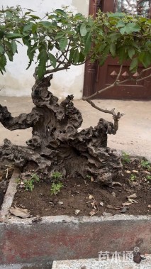 50公分造型紫薇