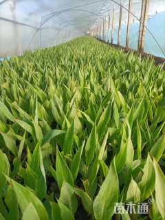 高度30厘米美人蕉