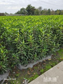 高度100厘米法国冬青