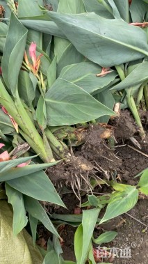 高度25厘米水生美人蕉