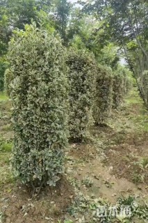 高度170厘米金边黄杨