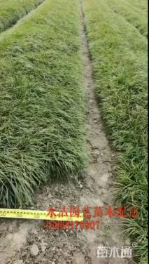 高度30厘米麦冬