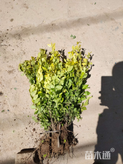 高度50厘米金叶女贞