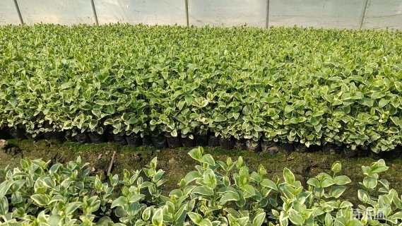 高度15厘米花叶蔓长春