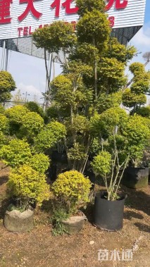 冠幅180厘米金森女贞球