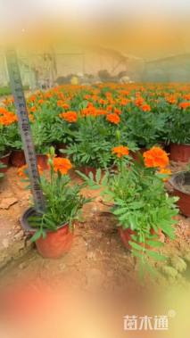 高度18厘米孔雀草