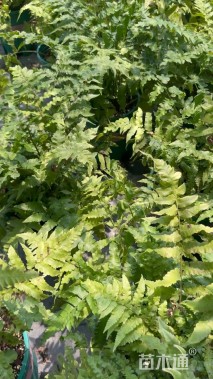 高度50厘米松谷蹄盖蕨