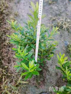 高度35厘米毛鹃