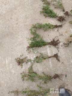 高度35厘米丰花月季