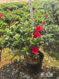 高度60厘米西洋杜鹃