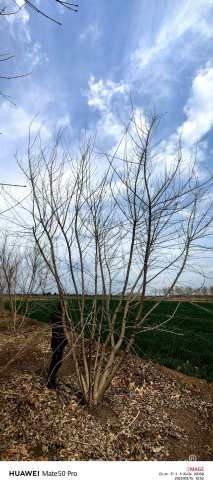 高度400厘米丛生茶条槭