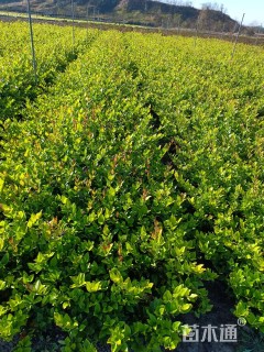 高度40厘米金森女贞