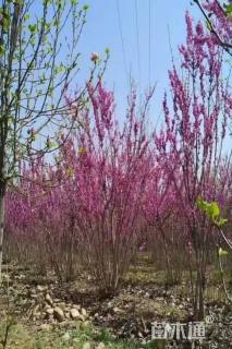 高度150厘米丛生紫荆