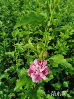 高度120厘米重瓣木槿