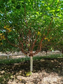 高度300厘米丛生黄栌