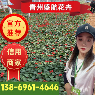 高度15厘米一串红