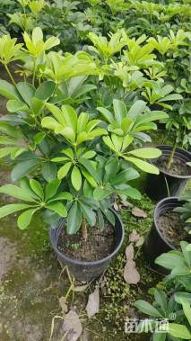 高度35厘米鸭脚木