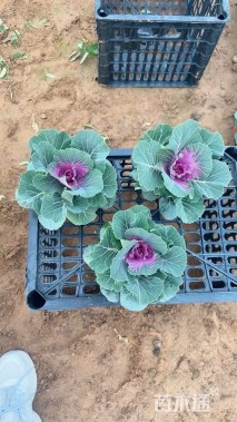 高度15厘米羽衣甘蓝