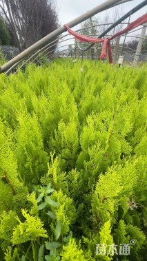 高度40厘米松柏