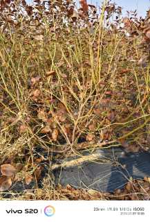 高度40厘米蓝莓