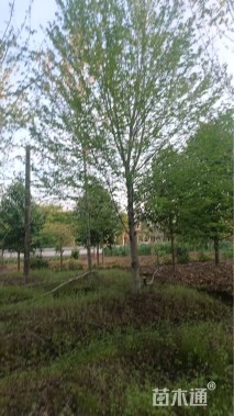 17公分美国红枫