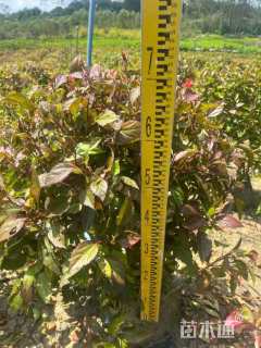 高度80厘米七彩大红花