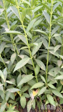 高度50厘米连翘