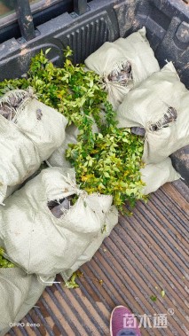 高度25厘米常绿灌木-->大花六道木