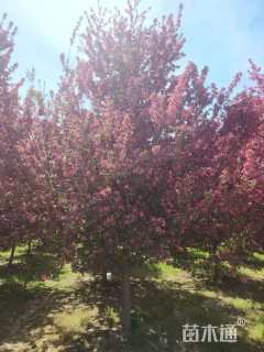 150公分北美海棠