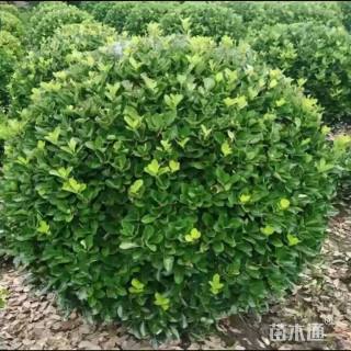 冠幅150厘米大叶黄杨球