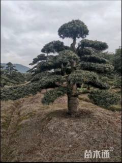 移栽苗造型罗汉松