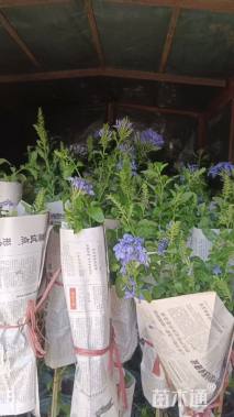 高度60厘米蓝雪花