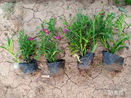 高度20厘米荷兰菊