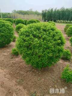 冠幅80厘米金叶连翘球