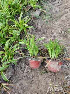 高度30厘米金边麦冬