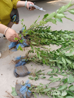 高度100厘米水蜡