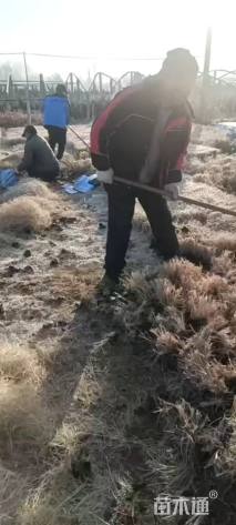 高度20厘米小兔子狼尾草