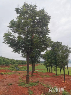 15公分栾树