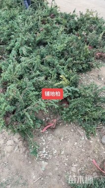 高度30厘米铺地柏