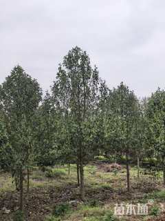 17公分乐昌含笑