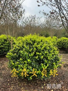 冠幅80厘米瓜子黄杨球