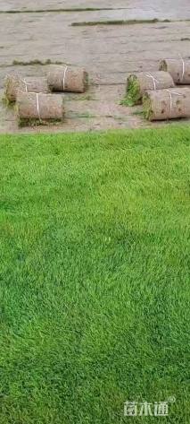 草卷状马尼拉草