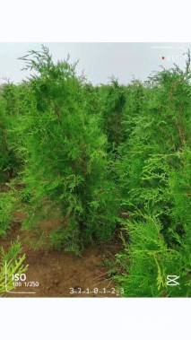 5公分高杆卫矛球