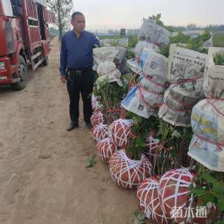 高度80厘米牡丹