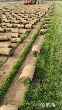 草毯状四季青草坪