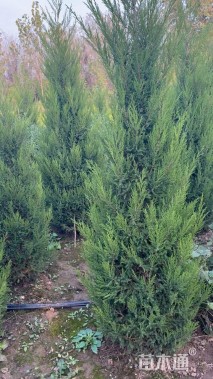 高度200厘米塔柏